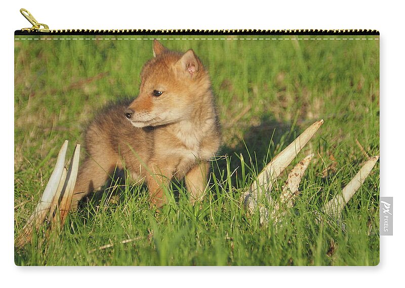 Coyote Coyotes Pup Pups Puppies Dog Dogs Wild Cute Cuties Cutie Baby Animal Animals Wildlife Critters Antlers Antler Sheds Shed Hunting Predator Predators Spring Springtime Beautiful Minnesota Cyrus Whitetail Whitetails Deer Prairie Zip Pouch featuring the photograph Coyote Pup and Antlers by James Peterson
