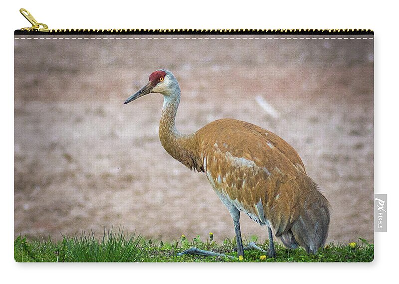 Bird Zip Pouch featuring the photograph Crane Down by Bill Pevlor
