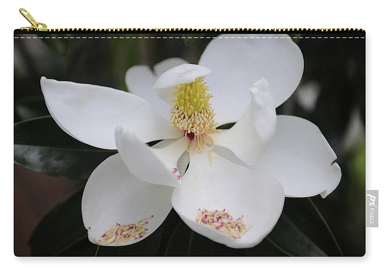 Flower Zip Pouch featuring the photograph Creamy Tight Buds by Dale Powell