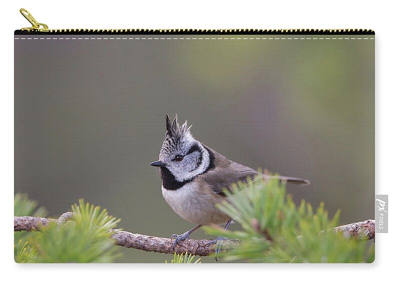 Crested Zip Pouch featuring the photograph Crested Tit Pine by Pete Walkden