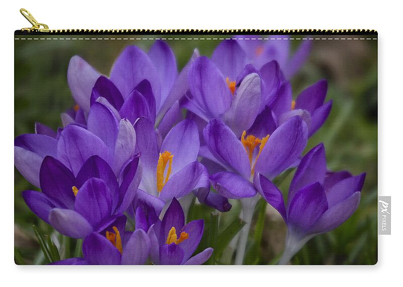 Floral Zip Pouch featuring the photograph Crocus Cluster by Shirley Mitchell