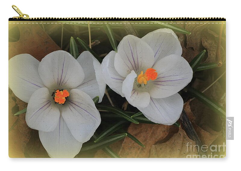 Spring Zip Pouch featuring the photograph Crocuses by Rick Rauzi