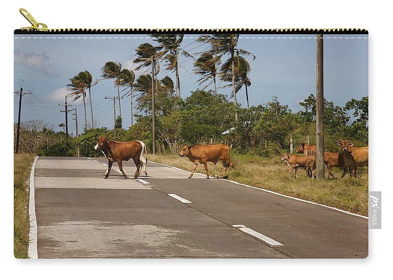 Cattle Zip Pouch featuring the photograph Crossing cattle. by Christopher Rowlands