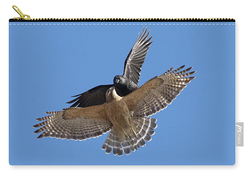 American Crow Vs Red-shouldered Hawk Zip Pouch featuring the photograph Crow vs Hawk by Mircea Costina Photography