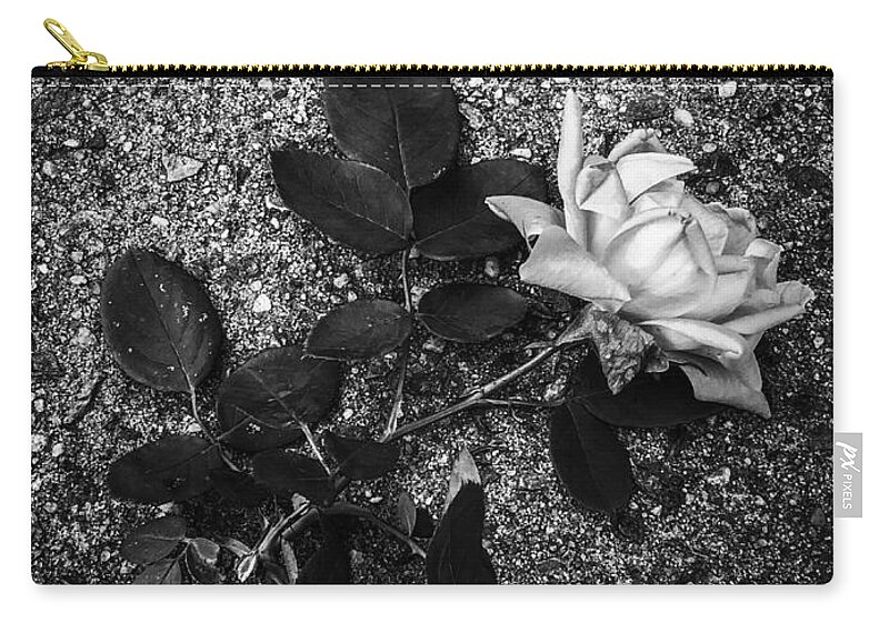 Astoria Zip Pouch featuring the photograph Crushed White Rose by Cate Franklyn