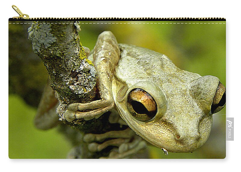 Cuban Tree Frog Zip Pouch featuring the photograph Cuban Tree Frog by Christopher Mercer