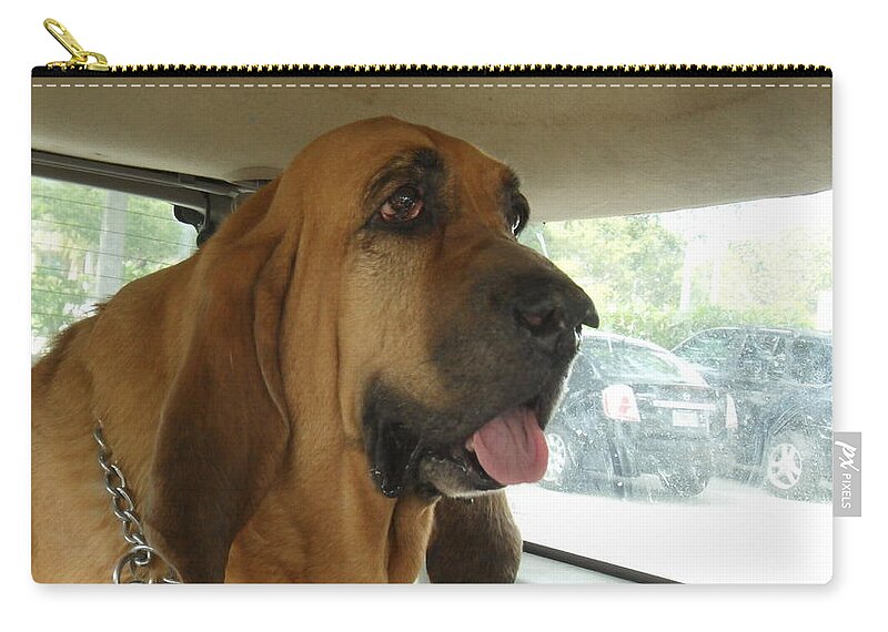 Bloodhound Zip Pouch featuring the photograph Cujo II by Val Oconnor