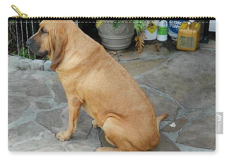 Bloodhound Zip Pouch featuring the photograph Cujo Sitting Around by Val Oconnor