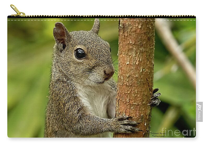 Squirrel Zip Pouch featuring the photograph Cuteness Pose by Deborah Benoit