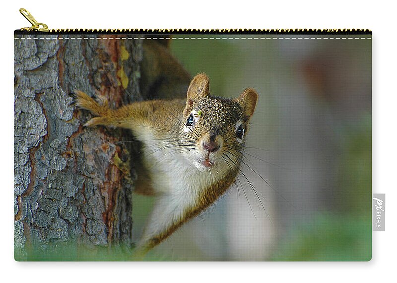 Little Red Squirrel Zip Pouch featuring the photograph Curious Alaskan Red Squirrel by Joan Wallner