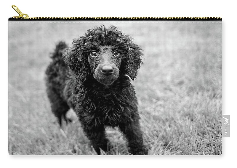 Black Poodle Zip Pouch featuring the photograph Cute poodle puppy by Ed James