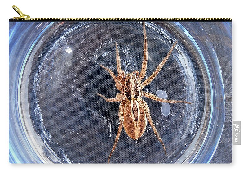 Spider Zip Pouch featuring the photograph D-A0012 Wolf Spider on Sonoma Mountain by Ed Cooper Photography