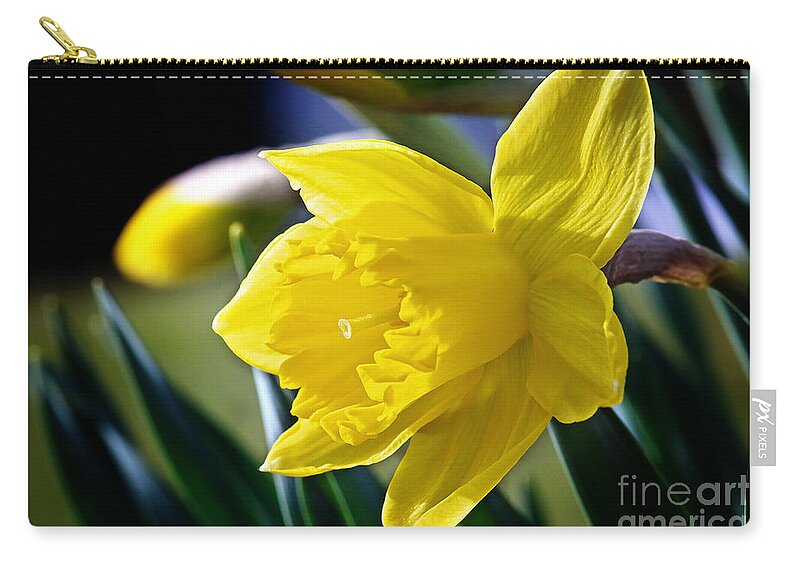 Daffodil Flower Zip Pouch featuring the photograph Daffodil Flower Photo by Gwen Gibson