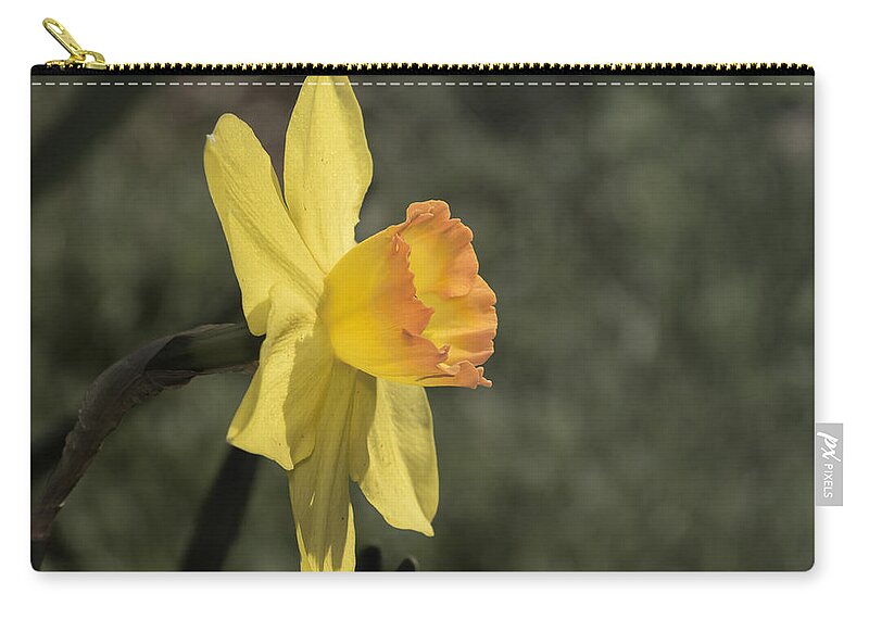 Amador County Zip Pouch featuring the photograph Daffodil by Jim Thompson