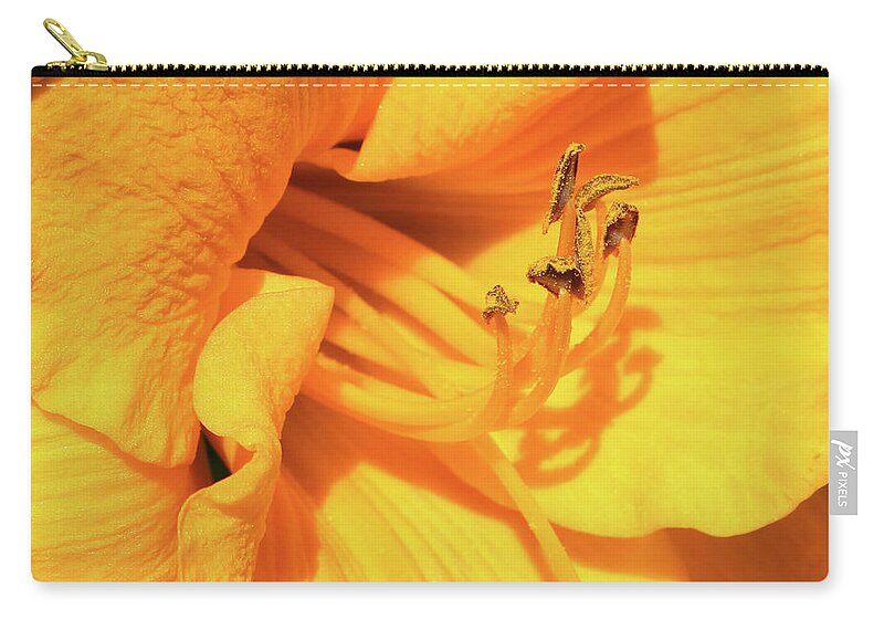Daffodil Zip Pouch featuring the photograph Daffodil - Peeping Tom 06 by Pamela Critchlow