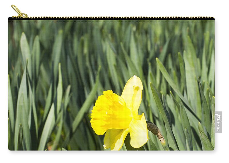 Arboretum Zip Pouch featuring the photograph Daffoldil - Arboretum - Madison Wisconsin by Steven Ralser