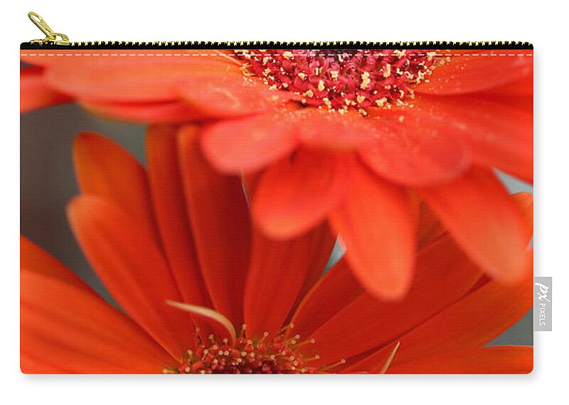 Orange Flower Zip Pouch featuring the photograph Gerbera Orange by Gina Fitzhugh