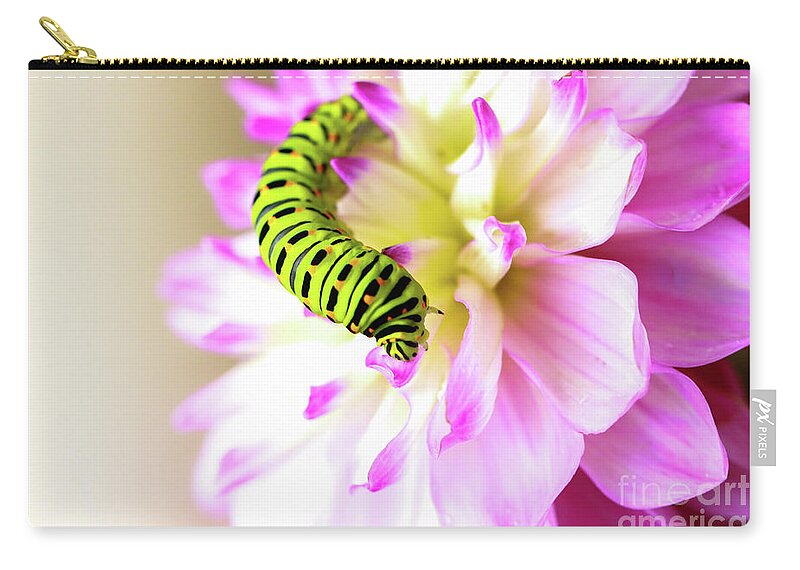 Dahlia Carry-all Pouch featuring the photograph Dahlia with Caterpillar by Amanda Mohler