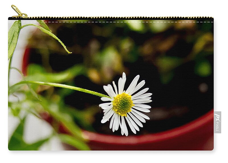 Daisy Zip Pouch featuring the photograph Daisy or What. by Elena Perelman