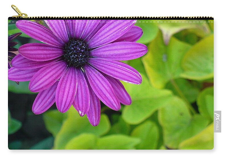 Flower Zip Pouch featuring the photograph Daisy Pop by Linda Bianic