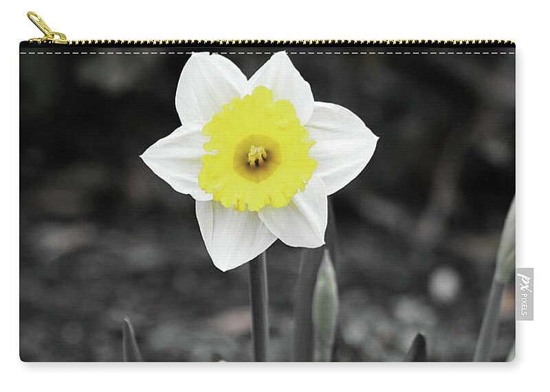 Daffodil Zip Pouch featuring the photograph Dallas Daffodils 13 by Pamela Critchlow