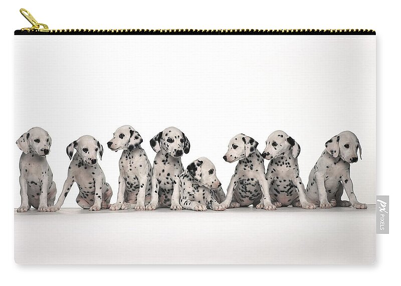 Dalmatian Zip Pouch featuring the photograph Dalmatian by Jackie Russo