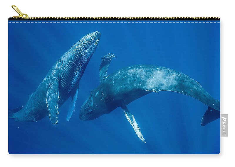 00513190 Zip Pouch featuring the photograph Dancing Humpback Whales by Flip Nicklin