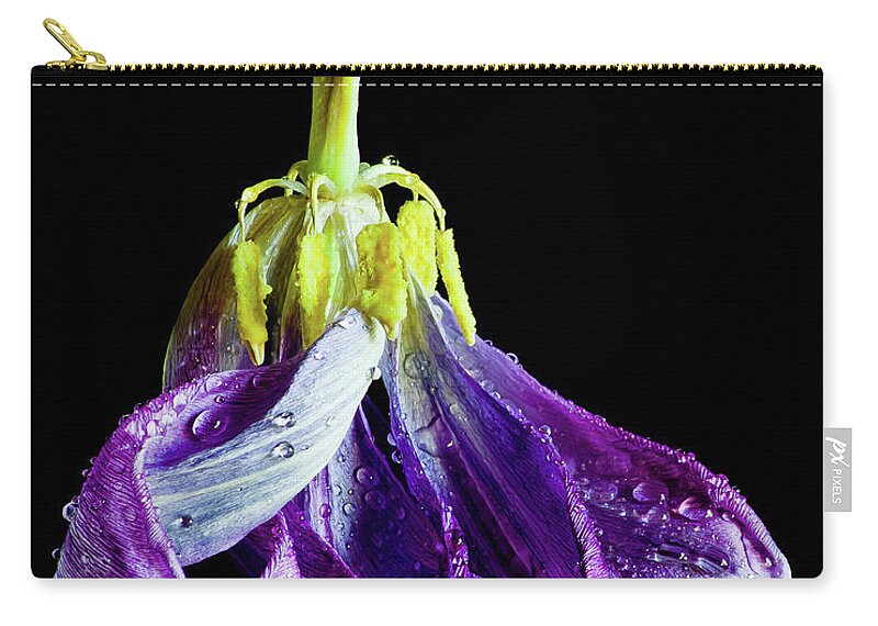 Tulip Zip Pouch featuring the photograph Dancing Tulip by Adam Reinhart