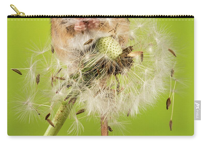 Mouse Zip Pouch featuring the photograph Dandelion Destruction by Framing Places