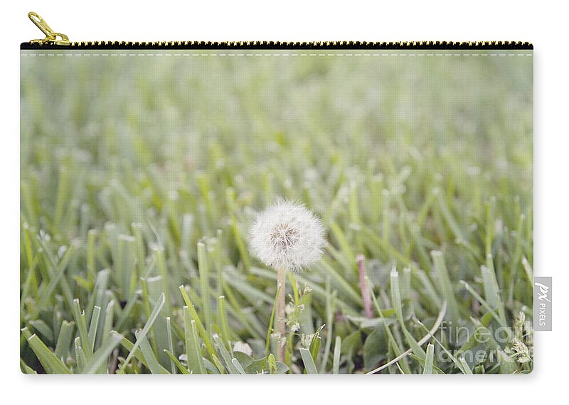 Lawn Zip Pouch featuring the photograph Dandelion in the grass by Cindy Garber Iverson