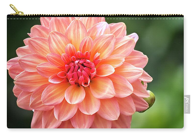 Pink Flower Zip Pouch featuring the photograph Dapper Dahlia by Peg Runyan