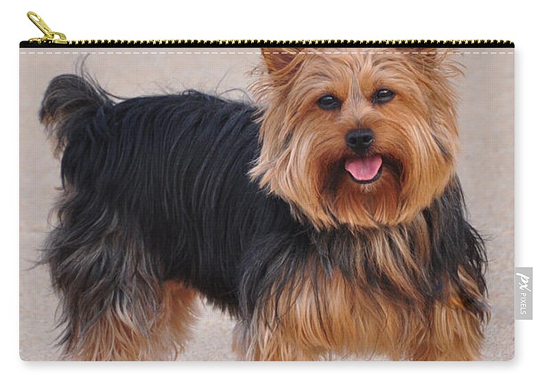 Yorkie Zip Pouch featuring the photograph Dapper Dog by Trish Tritz