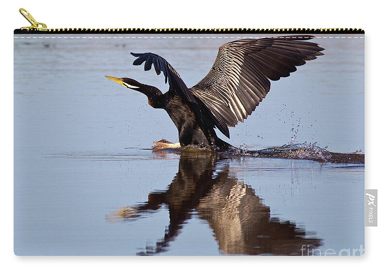 Bird Landing On Water Darter River Murray Flying Reflection Reflections Wing Span Zip Pouch featuring the photograph Darter Landing by Bill Robinson