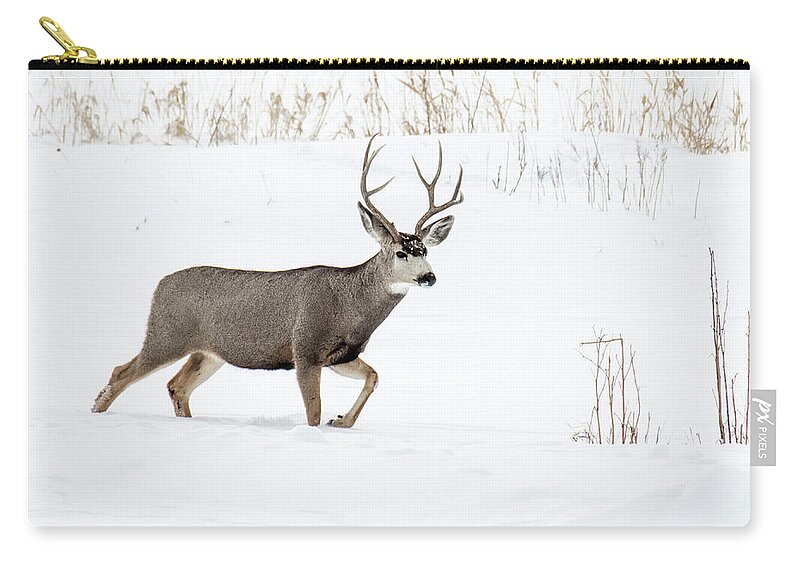 Deer Zip Pouch featuring the photograph Deer in the snow by Rebecca Margraf