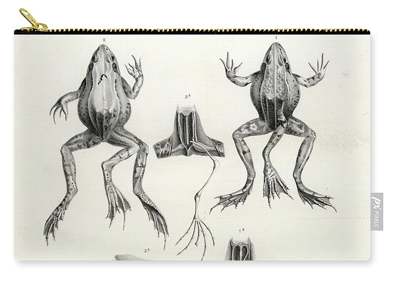 Frog Zip Pouch featuring the drawing Deformed frogs - Historic by Joseph Huet