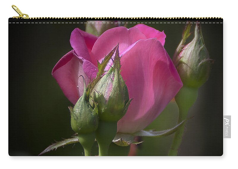 Rose Zip Pouch featuring the photograph Delicate Rose with Buds by Michele A Loftus