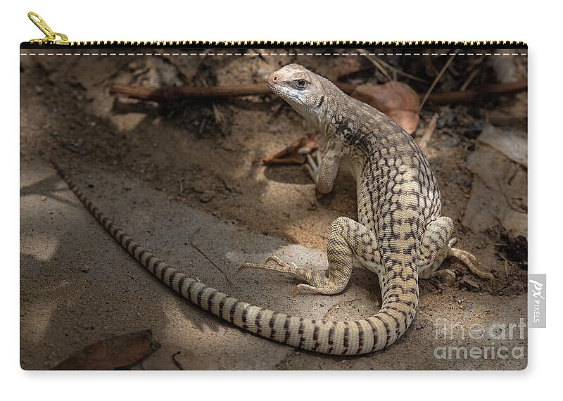 Iguana Zip Pouch featuring the photograph Desert Iguana by Lisa Manifold