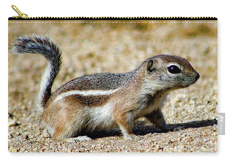 Animal Zip Pouch featuring the photograph Scavenger by Adam Morsa