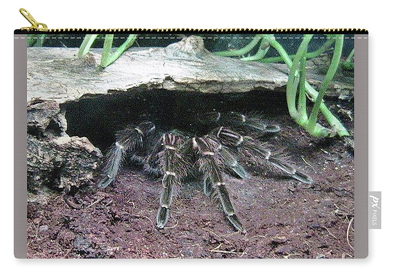 Arachnid Zip Pouch featuring the photograph Desert Tarantula by Judy Kennedy