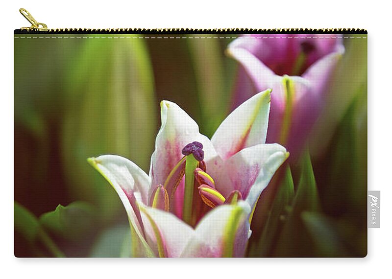 Lily Zip Pouch featuring the photograph Detail of pink and white oriental lilies in sunlight. by Jane Rix