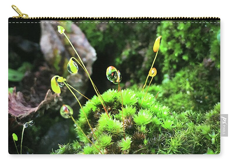 Kelly Hazel Zip Pouch featuring the photograph Dew Drops on Moss and Sprouts in the Sun by Kelly Hazel