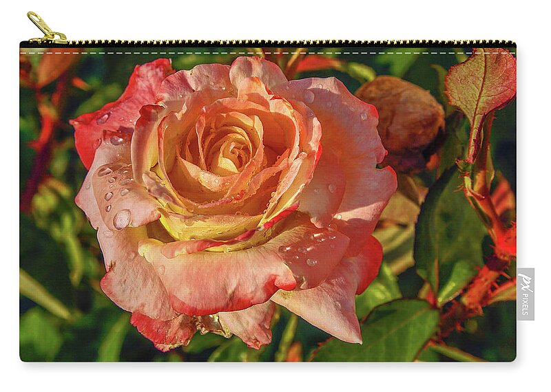 Pink With Yellow Rose Zip Pouch featuring the photograph Dewey Rose by Sally Weigand