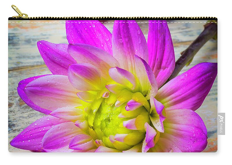 Color Zip Pouch featuring the photograph Dewy Dahlia by Garry Gay