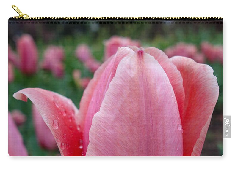 Dewy Tulip Flower Zip Pouch featuring the photograph Dewy Tulip by Jacqueline Athmann