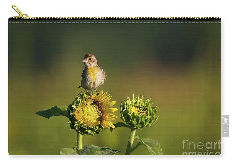 Bird Zip Pouch featuring the photograph Dickcissel Sunflower by Andrea Silies