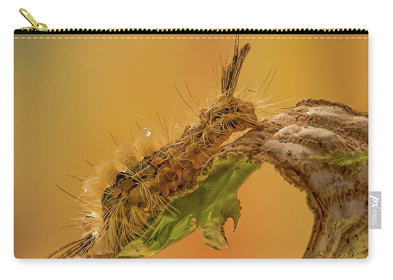 Jean Noren Zip Pouch featuring the photograph Dining Catepillar by Jean Noren