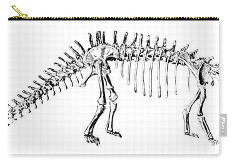 Dinosaur Zip Pouch featuring the photograph Diplodocus Carnegii by Science Source