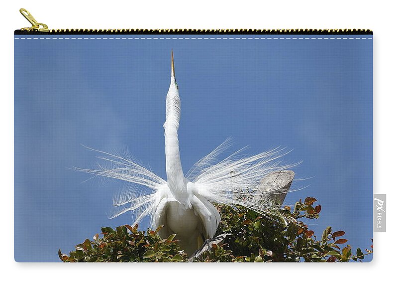 Great Egret Zip Pouch featuring the photograph Displaying 2 by Fraida Gutovich