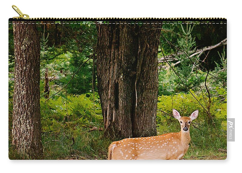 Whitetail Deer Zip Pouch featuring the photograph Fawn in the Woods Portrait by Gwen Gibson