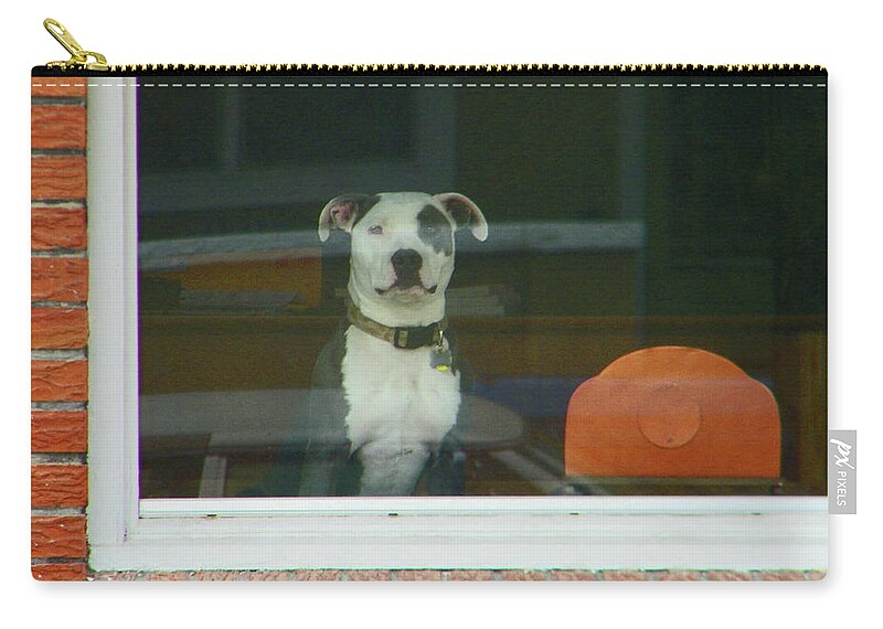 Abstract Zip Pouch featuring the photograph Doggie in the Window by Lenore Senior